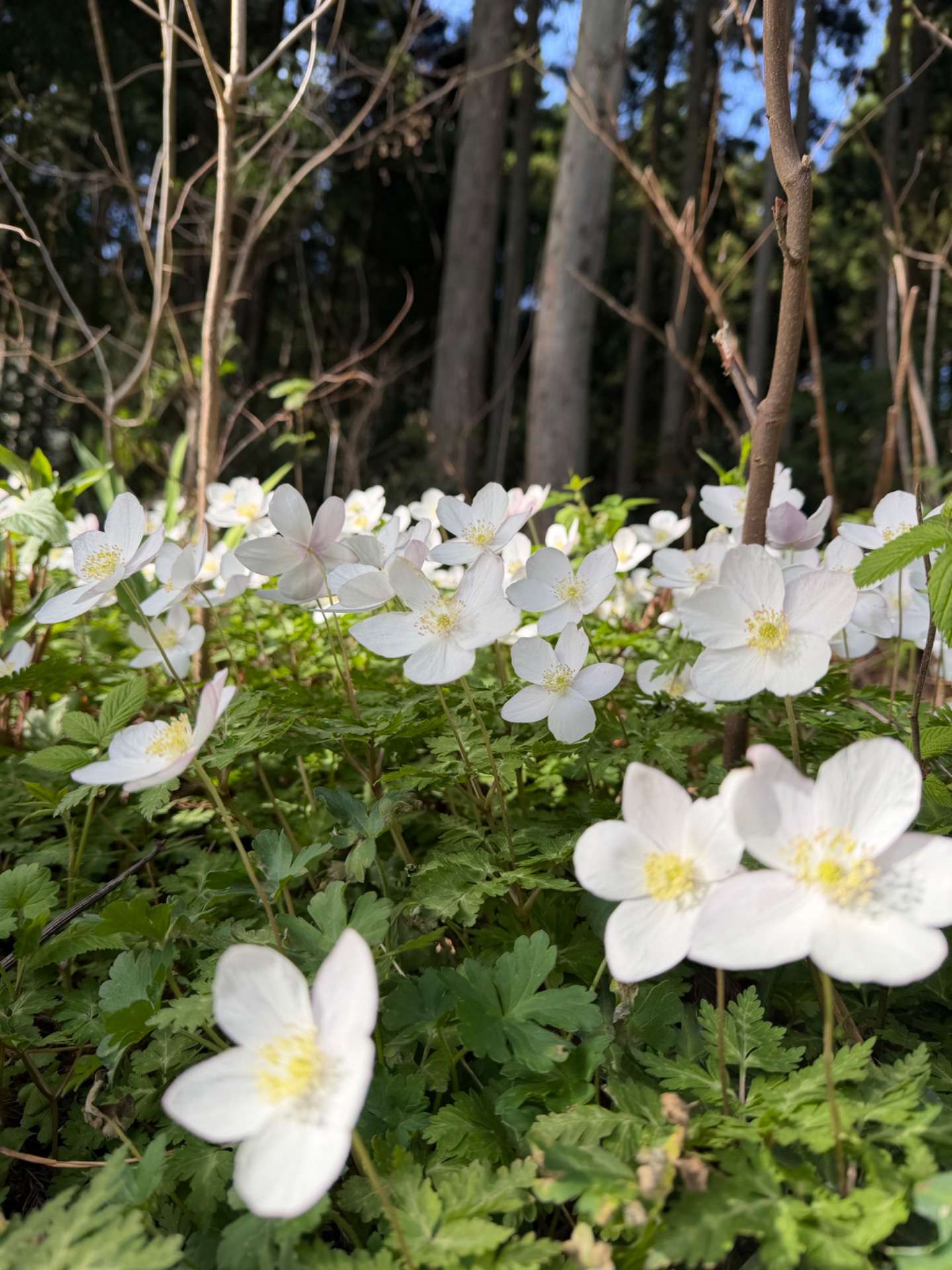 林の裾にイチリンソウが咲いていました